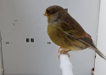 Kanarki gloster korona- samce