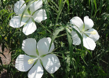 KETMIA BYLINOWA ALBIFLORUS - sadzonki w doniczkach