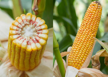 Materiał siewny kukurydza SM Wawel FAO 230-240 na ziarno