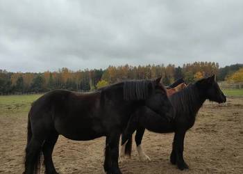 Sprzedam karego wałacha PKZ 6 lat, około 160cm