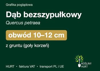 Dąb bezszypułkowy (Quercus petraea) obwód 10-12 cm, z gruntu – HURT