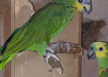 Amazonka modrobrewa kurika samica