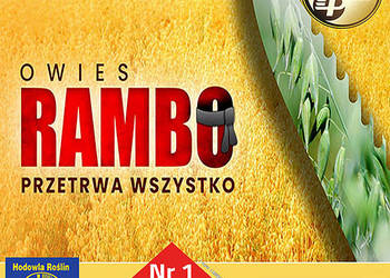 Kwalifikowane nasiona siewne owies RAMBO C/1