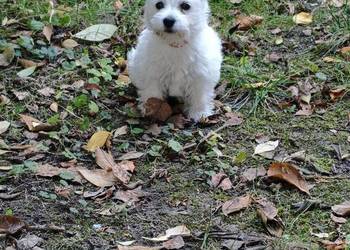 Suczka rasy West Highland White Terrier terrier