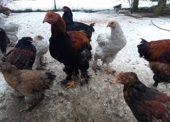 Koguciki Brachma olbrzymie przepiękne, sprzedam