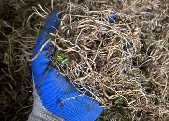 Kozłek lekarski – Naturalne uspokojenie i zdrowy sen | 22 zł/kg Kozłek lekarski – Naturalne uspokojenie i zdrowy sen | 22 zł/kg
