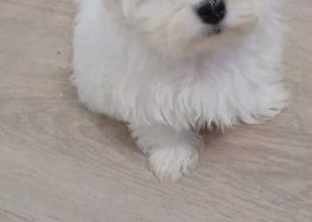 Maltańczyk  z rodowodem UCI