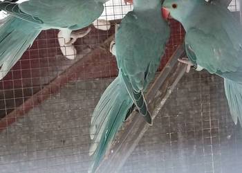 Aleksandretta Obrożna Ślask