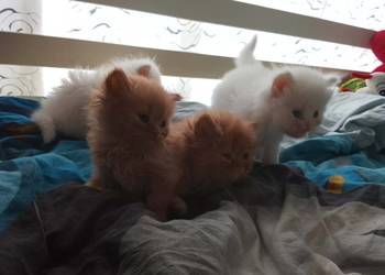 Kotki gotowe do zamieszkania w nowym domu