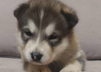 Alaskan Malamute suczka, szczeniak Alaskan Malamute suczka, szczeniak
