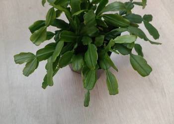 Grudnik, szlumbergera, zygokaktus kwiat doniczkowy.