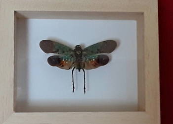 Owad w ramce 8x10 cm Penthicodes farinosa ssp .