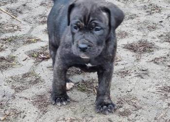 Cane corso szczeniaki
