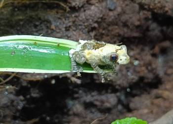 Żaba Theloderma asperum