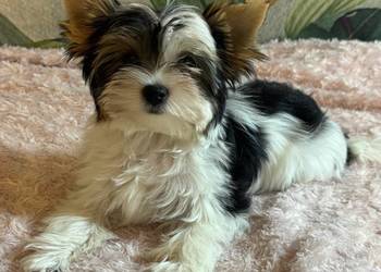 Suczki Biewer Yorkshire Terrier FCI / ZKwP