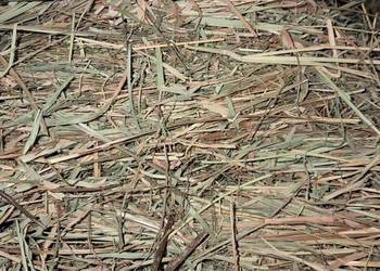 Sianko sianko dla królika i gryzoni 4kg sprzedaż na kg