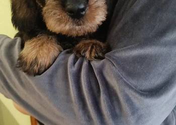 Jamnik szorstkowłosy