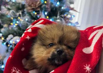 szpic miniaturowy pomeranian