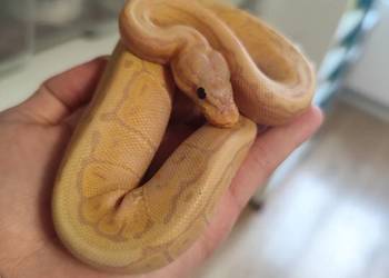 Pytony Królewskie tegoroczne