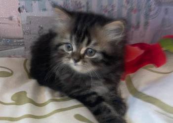 Kot perski kocurek pręgowany z rodowodem