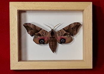 Motyl w ramce 10x8 cm . Smerinthus ocellatus 70 mm