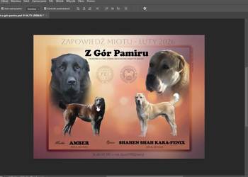 Owczarek Środkowoazjatycki - zapowiedź miotu