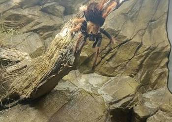 Ptasznik Brachypelma Boehmei 5dc samica