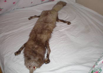 Sprzedam kołnierz z lisa używany, stan bardzo dobry.