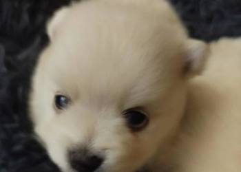 szpic mały do rezerwacji