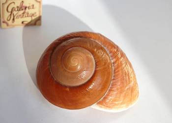 Muszla morska brązowa, Ensaymada, Filipiny, 8,5 cm, marynistyka