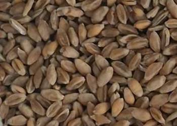 Pszenica ozima dla kur, gołębi