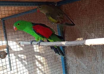 Czerwonoskrzydła i Berg samce