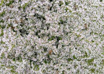 zatrwian statica kaszka 2025