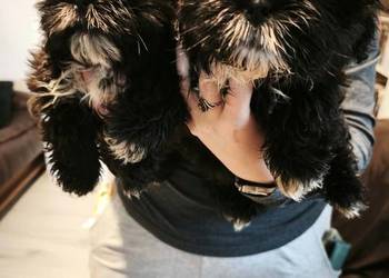 Szczenięta Shih-tzu lwia ferajna