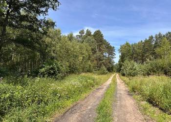 Działka z pięknym drzewostanem