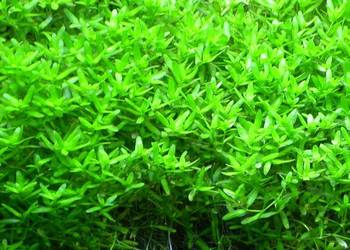 Hemianthus micranthemoides - roślina akwariowa