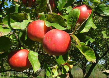 Jabłka ekologiczne Jabłka ekologiczne