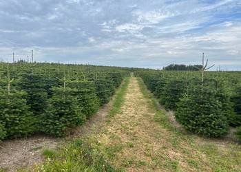 Hurtownia Choinek i stojaków Jodła Kaukaska Świerk Donice Stojaki