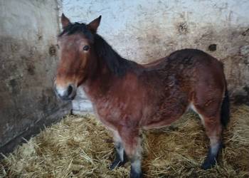 Źrebak 9 miesięczny Zimnokrwisty Maści Ciemny Gniady swojego chowu .