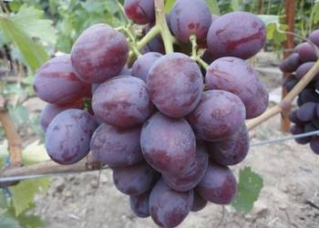 Winogrono deserowe Nizina duży owoc. Sadzonki winorośli. Winogrono deserowe Nizina duży owoc. Sadzonki winorośli.