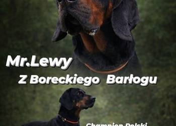 Gończy Polski Reproduktor