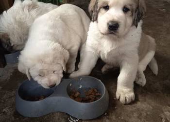 śliczne szczeniaki owczarek środkowoazjatycki