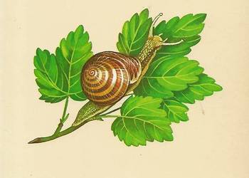 Biologia - praca zbiorowa.