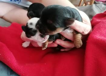 Przepiękny york z rodowodem