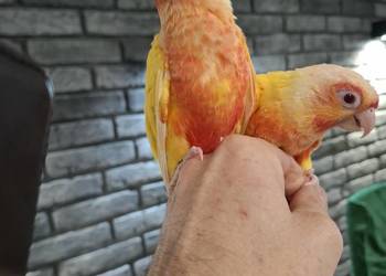 rudosterka zielonolica, aleksandretta obrożna