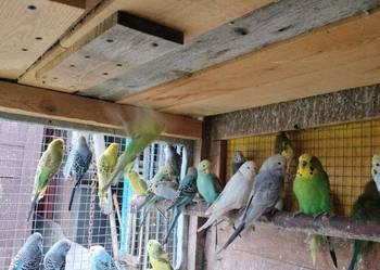 Papugi faliste sprzedam