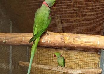 Aleksandretta większa