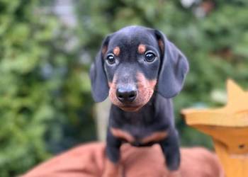 Śliczny piesek jamnik miniaturowy czarny podpalany z rodowodem