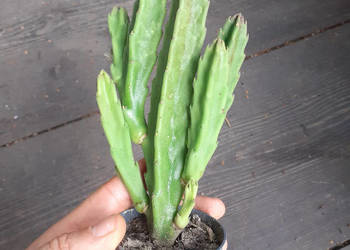 Stapelia grandiflora nr 5 duże włochate kwiaty