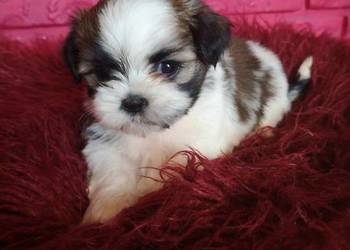 Szczeniaczki Rasy SHIH TZU ** SUCZKI I PIESKI **